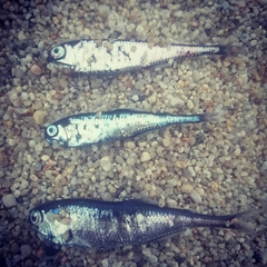 Blue Lanternfish photo 2