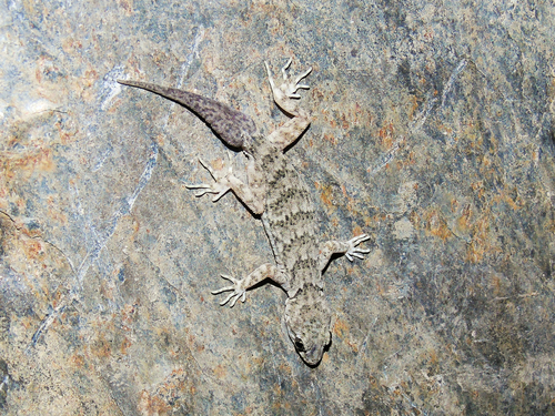 Baltistan gecko (Altiphylax stoliczkai)