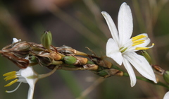 Chlorophytum fasciculatum