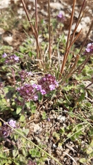 Thymus praecox polytrichus