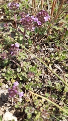 Thymus praecox polytrichus