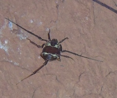 Cosmetidae