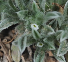 Cryptantha minima