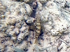 Epinephelus merra