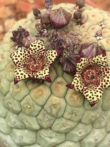 Larryleachia picta