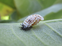 Chelymorpha cassidea