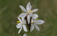 Chlorophytum fasciculatum