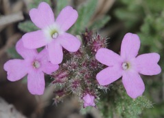 Glandularia pumila