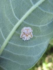 Chelymorpha cassidea