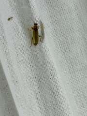 Cantharis rufa