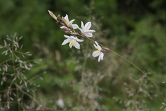 Chlorophytum fasciculatum
