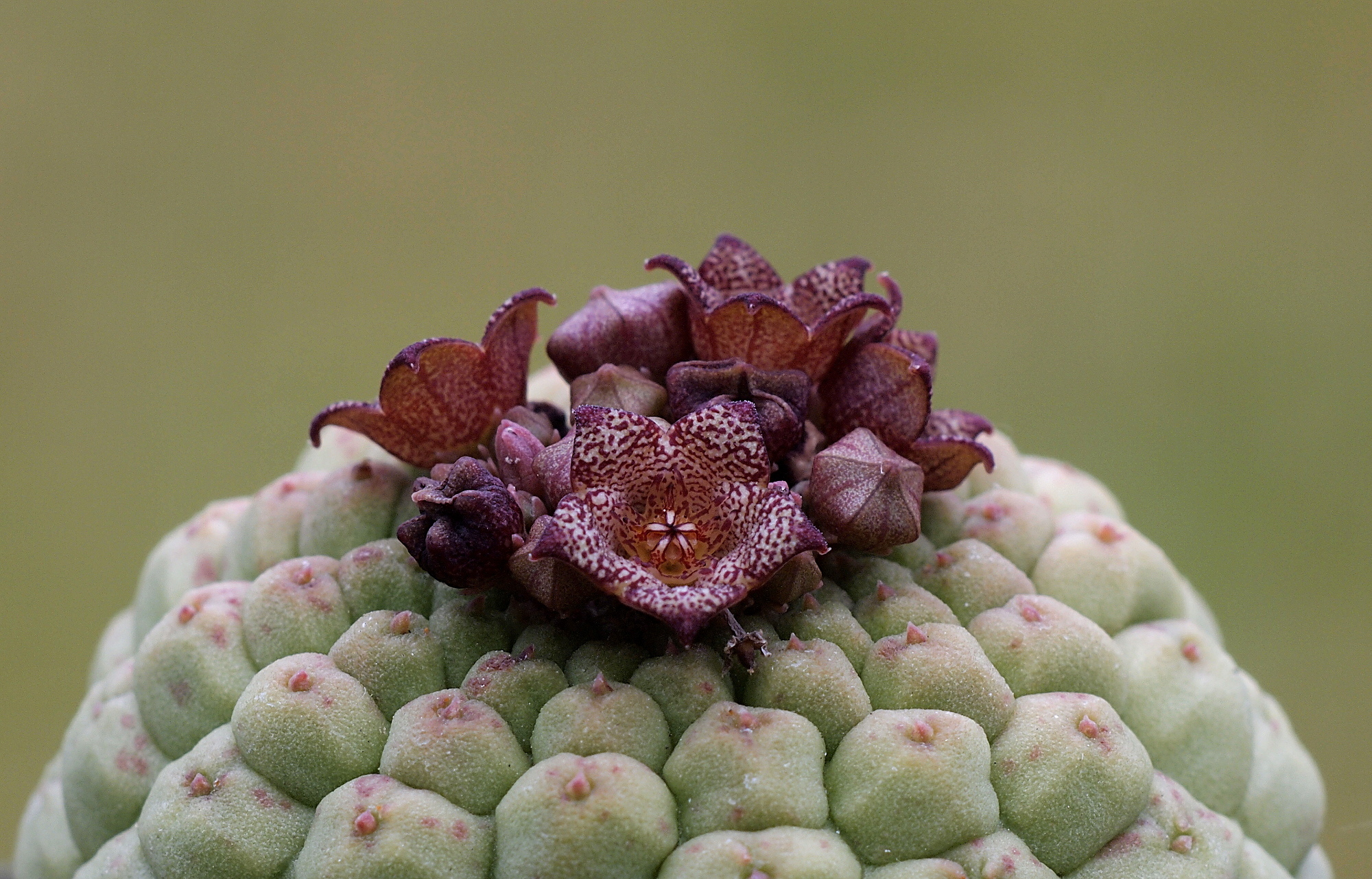 Larryleachia cactiformis