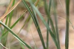 Chlorophytum fasciculatum