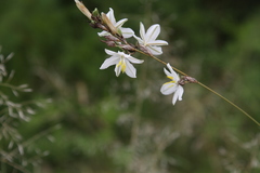 Chlorophytum fasciculatum