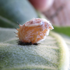 Chelymorpha cassidea