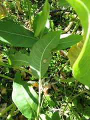 Chelymorpha cassidea