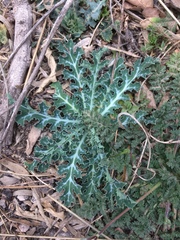 Argemone polyanthemos