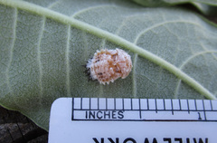 Chelymorpha cassidea