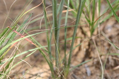 Chlorophytum fasciculatum