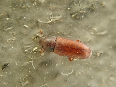 Tribolium castaneum