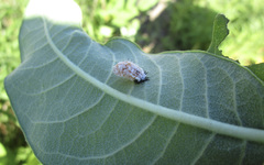 Chelymorpha cassidea