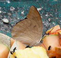 Archaeoprepona demophon centralis