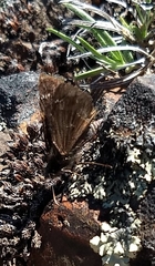 Erynnis persius