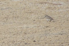 Geositta tenuirostris