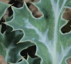 Argemone polyanthemos