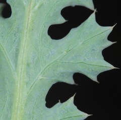 Argemone polyanthemos