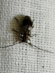 Exocentrus punctipennis