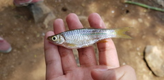 Rasbora