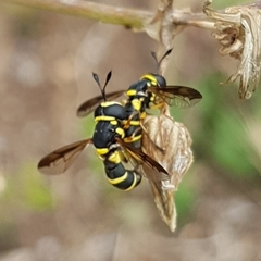 Ceriana vespiformis