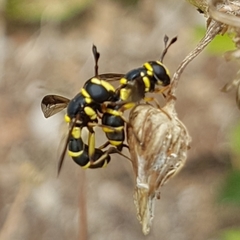 Ceriana vespiformis