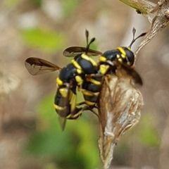 Ceriana vespiformis