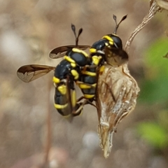 Ceriana vespiformis