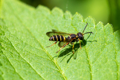 Cerceris atramontensis