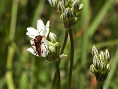 Neobellamira delicata