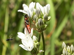 Neobellamira delicata