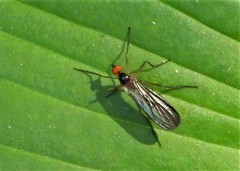 Rhamphomyia longicauda