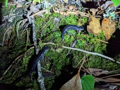 Plethodon metcalfi