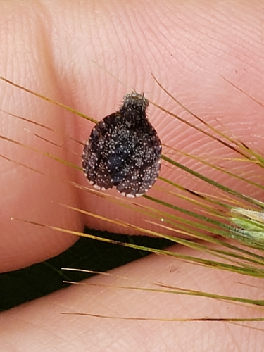 Eutreta rotundipennis photo 3
