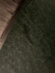 Carcharhinus melanopterus