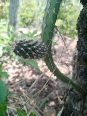 Selenicereus spinulosus