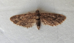 Eupithecia columbiata