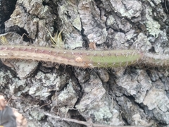 Selenicereus spinulosus