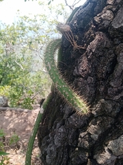 Selenicereus spinulosus