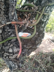 Selenicereus spinulosus