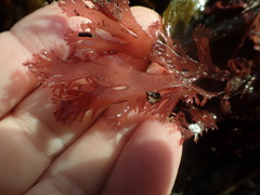 Callophyllis flabellulata