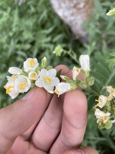 Towering Jacob's-ladder (Polemonium foliosissimum)